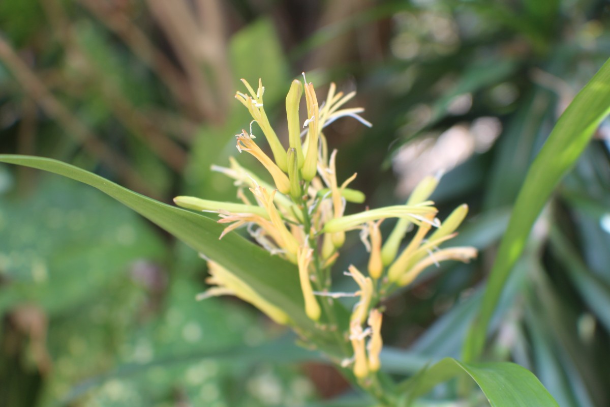 Dracaena reflexa Lam.